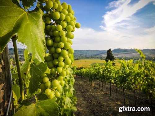 Collection of wine grapes autumn still life bush plantation 25 HQ Jpeg