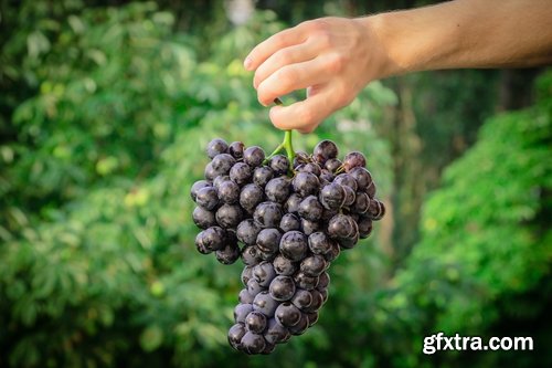 Collection of wine grapes autumn still life bush plantation 25 HQ Jpeg