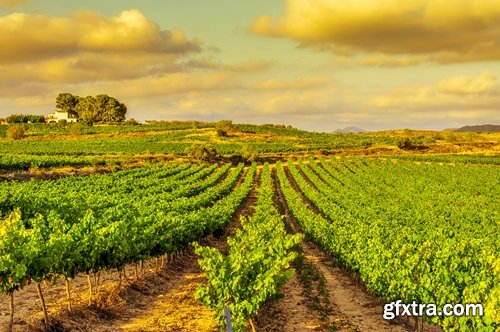 Collection of wine grapes autumn still life bush plantation 25 HQ Jpeg