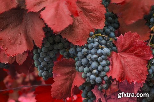 Collection of wine grapes autumn still life bush plantation 25 HQ Jpeg