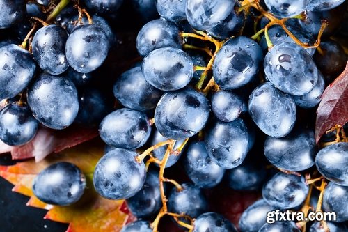 Collection of wine grapes autumn still life bush plantation 25 HQ Jpeg