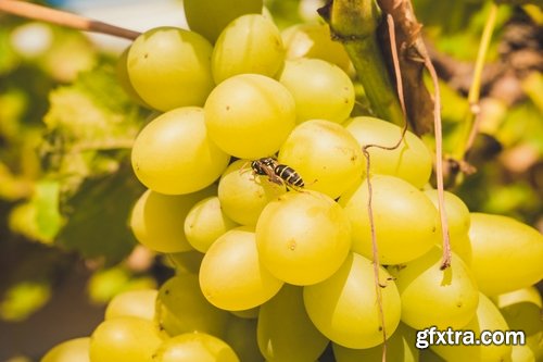 Collection of wine grapes autumn still life bush plantation 25 HQ Jpeg