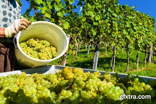 Collection of wine grapes autumn still life bush plantation 25 HQ Jpeg