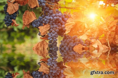 Collection of wine grapes autumn still life bush plantation 25 HQ Jpeg