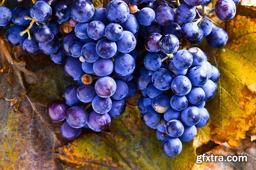 Collection of wine grapes autumn still life bush plantation 25 HQ Jpeg