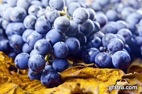 Collection of wine grapes autumn still life bush plantation 25 HQ Jpeg