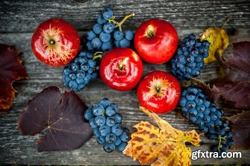 Collection of wine grapes autumn still life bush plantation 25 HQ Jpeg