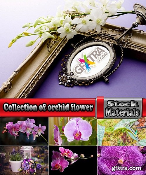 Collection of orchid flower stalk nature macro inflorescence 25 HQ Jpeg