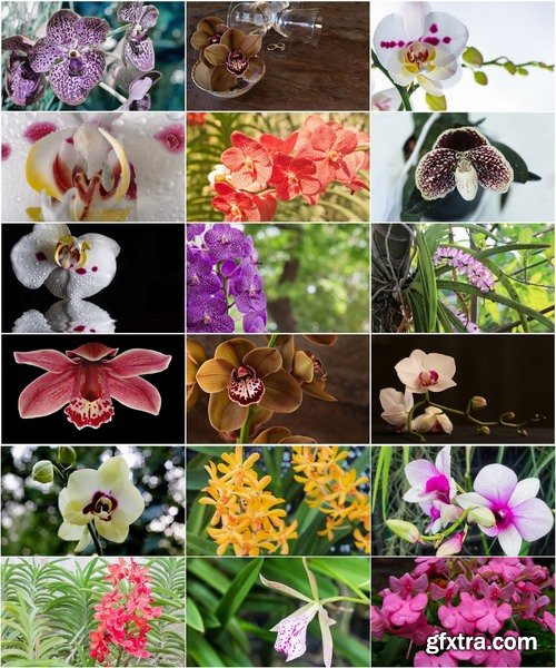 Collection of orchid flower stalk nature macro inflorescence 25 HQ Jpeg