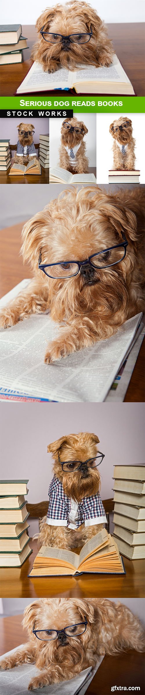 Serious dog reads books - 7 UHQ JPEG