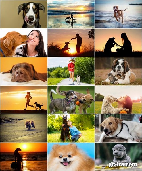 Collection of various breeds of dogs with a dog at sunset nature landscape 25 HQ Jpeg