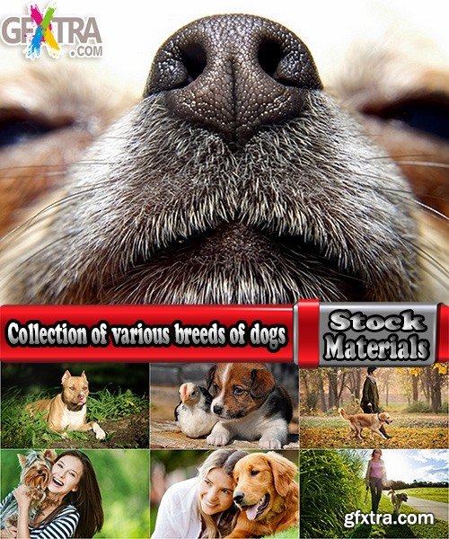 Collection of various breeds of dogs with a dog at sunset nature landscape 25 HQ Jpeg