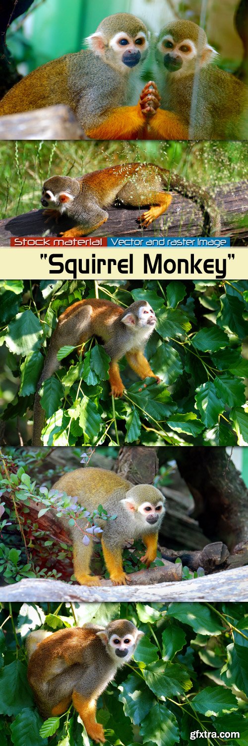 Monkey  Squirrel