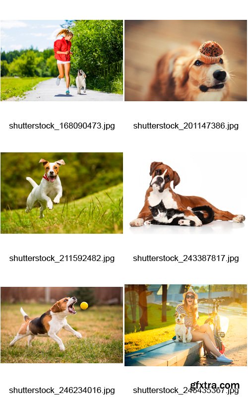 Amazing SS - Dogs, 25xJPGs