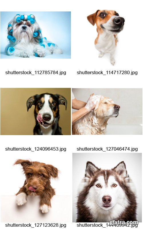 Amazing SS - Dogs, 25xJPGs