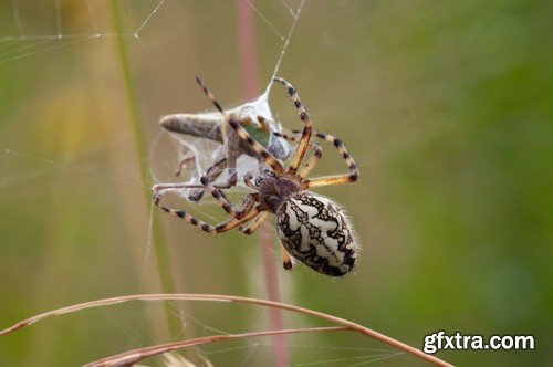 Spider in the web