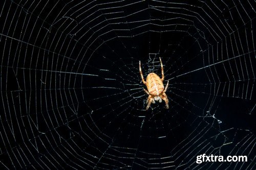 Spider in the web