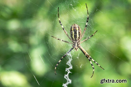 Spider in the web