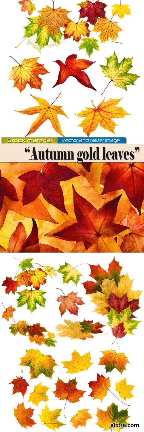 Autumn gold leaves