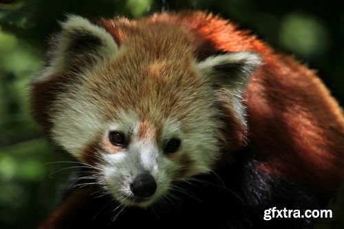 Red panda