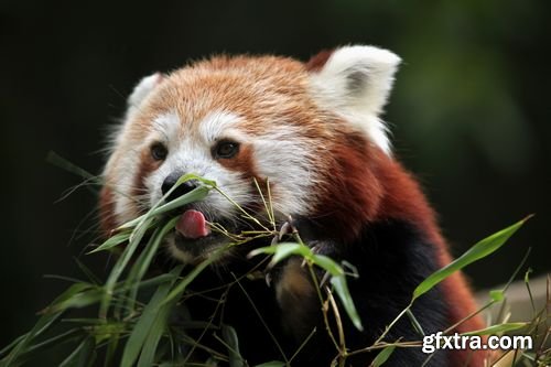 Red panda