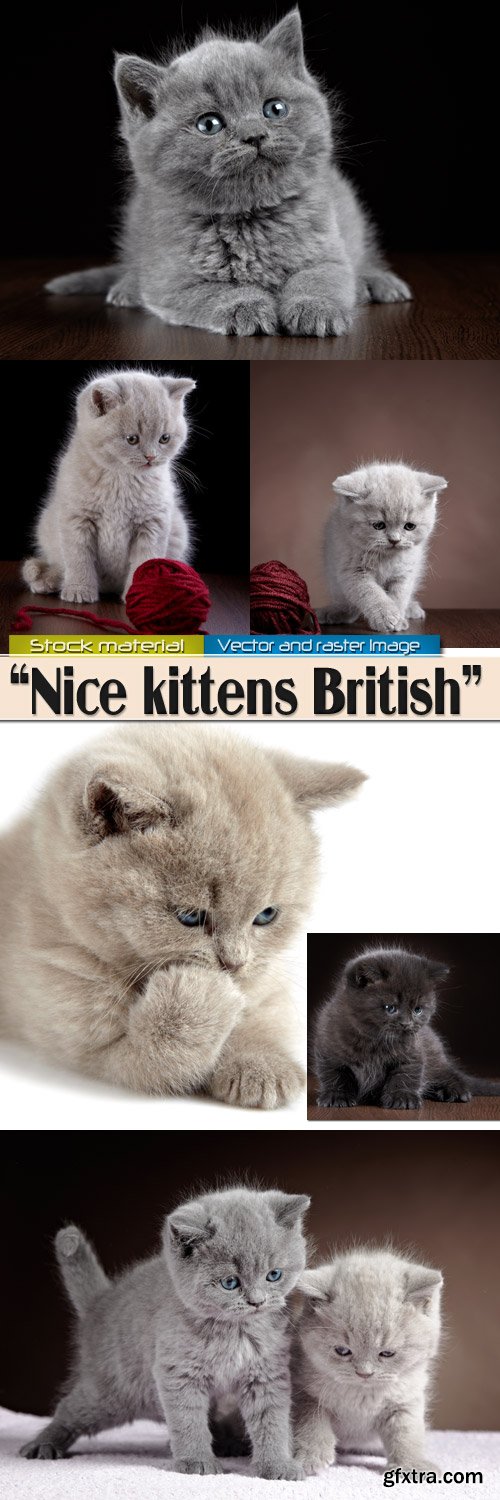 Nice kittens British