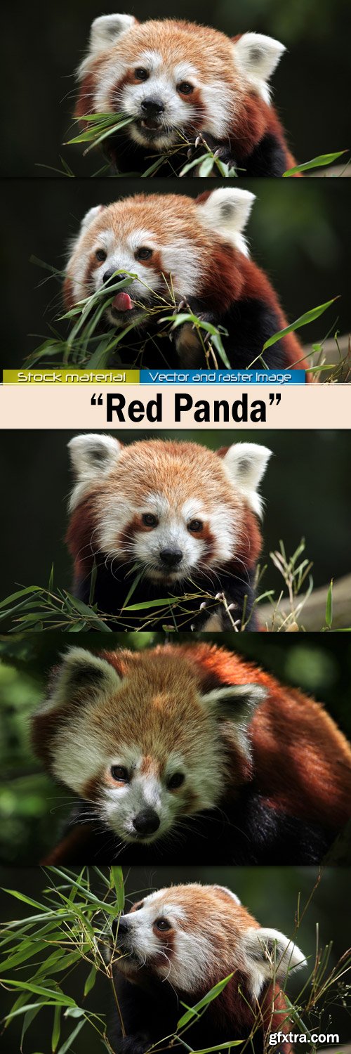 Red panda