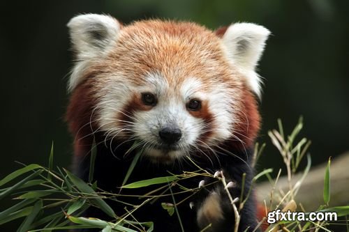 Red panda