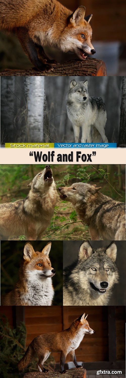 Wolf and red fox