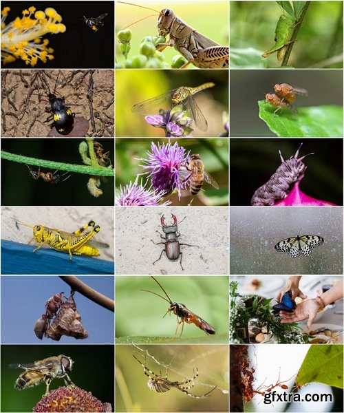 Collection dragonfly grasshopper insect butterfly caterpillar bug spider web 25 HQ Jpeg