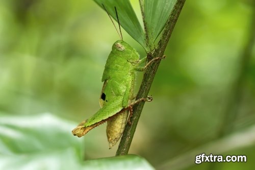 Collection dragonfly grasshopper insect butterfly caterpillar bug spider web 25 HQ Jpeg