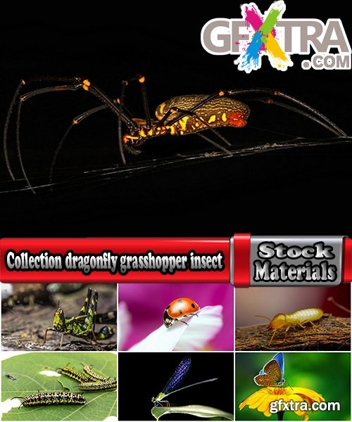 Collection dragonfly grasshopper insect butterfly caterpillar bug spider web 25 HQ Jpeg