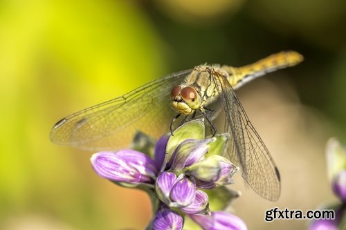 Collection dragonfly grasshopper insect butterfly caterpillar bug spider web 25 HQ Jpeg