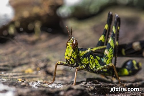 Collection dragonfly grasshopper insect butterfly caterpillar bug spider web 25 HQ Jpeg