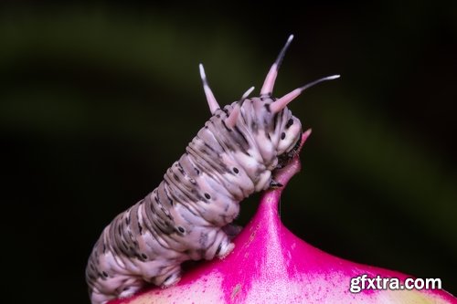 Collection dragonfly grasshopper insect butterfly caterpillar bug spider web 25 HQ Jpeg