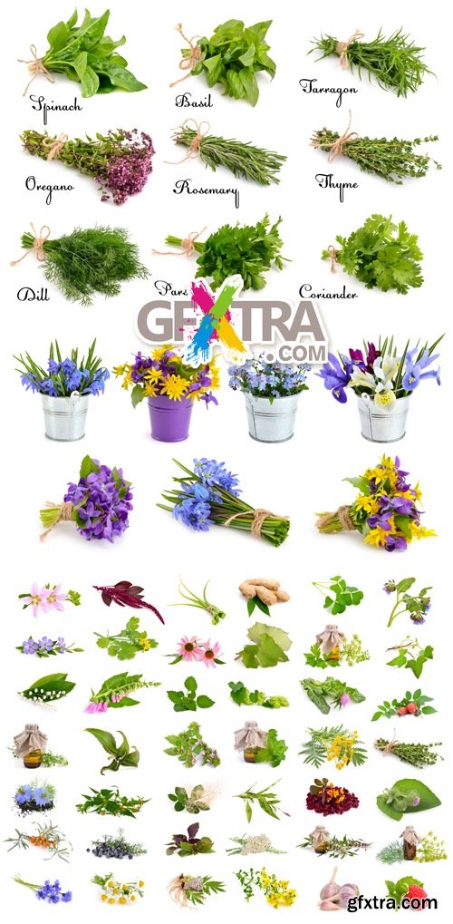 Stock Photo - Herbs & Flowers Isolated