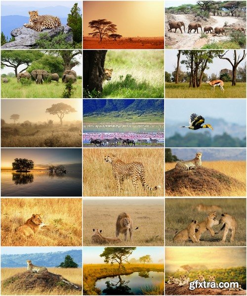 Collection of African nature forest swamp sea sunset elephant lion leopard 25 HQ Jpeg