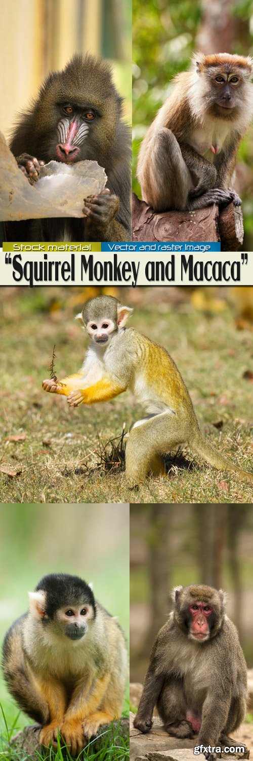 Squirrel Monkey and Macaca