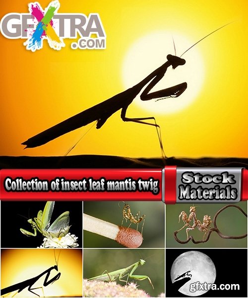 Collection of insect leaf mantis twig 25 HQ Jpeg