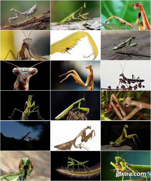 Collection of insect leaf mantis twig 25 HQ Jpeg