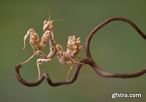 Collection of insect leaf mantis twig 25 HQ Jpeg