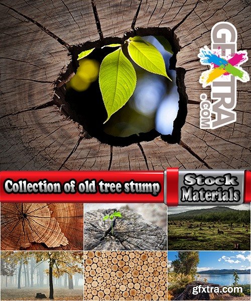 Collection of old tree stump nature landscape cut saw cut 25 HQ Jpeg