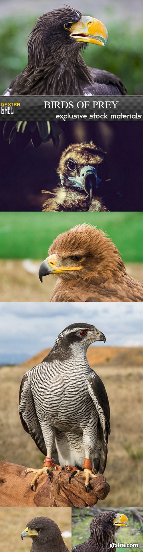 Birds of prey - 6 UHQ JPEG