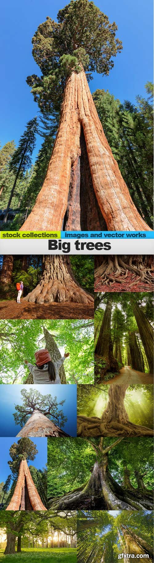 Big trees, 10 x UHQ JPEG