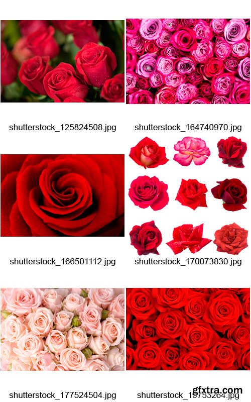 Amazing SS - Beautiful Roses, 25xJPGs