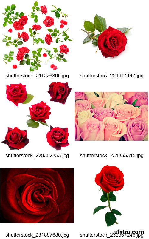 Amazing SS - Beautiful Roses, 25xJPGs