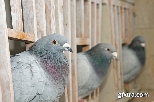 Collection of dovecote pigeon house for birds 25 HQ Jpeg