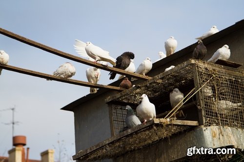 Collection of dovecote pigeon house for birds 25 HQ Jpeg