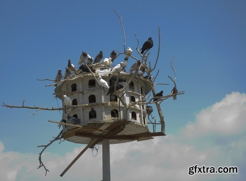 Collection of dovecote pigeon house for birds 25 HQ Jpeg