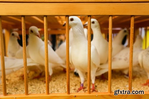 Collection of dovecote pigeon house for birds 25 HQ Jpeg